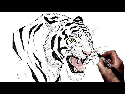How To Draw A Tiger | Step By Step |