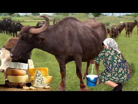 Käseherstellung! Herstellung von Büffel-Hartkäse aus frischer Milch auf einem Dorfbauernhof