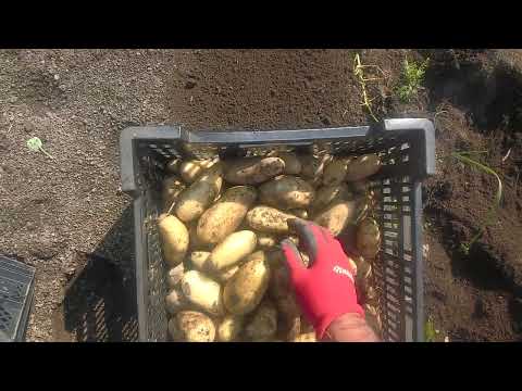 ジャガイモを積む:こうやって作る 植物