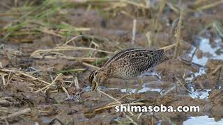 チュウジシギ幼鳥到着!! ジャワアカガシラサギは長逗留(動画あり)