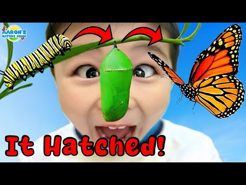 KIDS!🐛➡️🦋I Hatched a REAL Monarch Butterfly! | EDUCATIONAL KIDS NATURE SHOW🌿