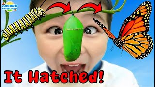 KIDS!🐛➡️🦋I Hatched a REAL Monarch Butterfly! | EDUCATIONAL KIDS NATURE SHOW🌿 #monarch #butterfly #migration gameplay video by alucas, 15:37 duration