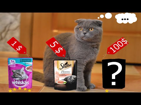 Cat Choosing Food | CHEAP vs EXPENSIVE |  SCOTTISH FOLD CAT