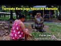 VIRAL KEEPING HUNDREDS OF MONKEYS WITHOUT A CAGE In A Remote House Next To The Forest In The Tuba