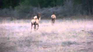 preview picture of video 'Elk grazing in Sedalia, Colorado on a quiet Friday evening'