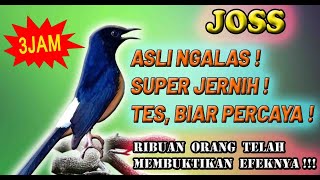 Download lagu Suara Murai Batu Asli Ngalas Gacor Durasi Panjang mp3 Download lagu Suara Murai Batu Asli Ngalas Gacor Durasi Panjang mp3