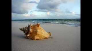 moe. Blue Jeans Pizza. The Conch