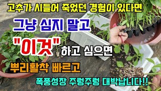 고추심는시기 고추모종 그냥심지 말고 여기에 이것 하고 심으면 뿌리활착이 빠르고 폭풍성장 주렁주렁 달립니다