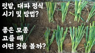 텃밭, 대파 정식 / 시기 및 방법? / 좋은 모종 고를 때 어떤 것을 볼까?