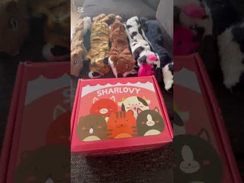 Tinka’s Christmas presents 🎁