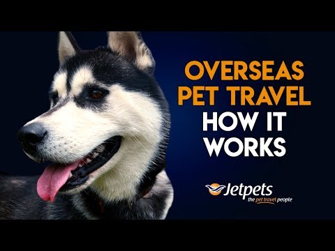 download lagu mp3 mp4 Pet Transport To Australia, download lagu Pet Transport To Australia gratis, unduh video klip Pet Transport To Australia