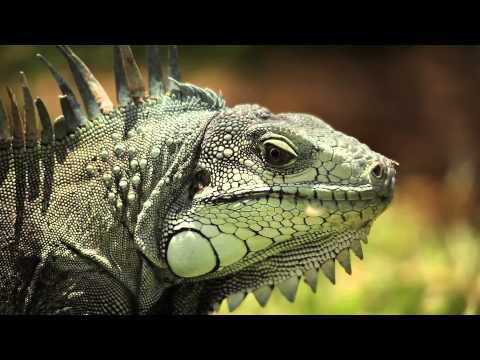 comment prendre un iguane