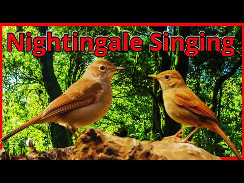 🦜 Nightingale singing with rain sound 🦜 Nightingale Singing Beautifully 🦜
