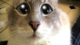 Scary Scary World - By Gibson