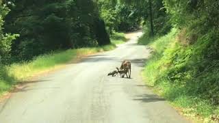 Twin Fawn Helps Momma Lick Sibling