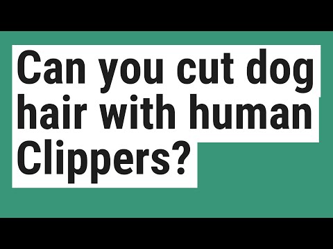 YouTube video about: Can you use horse clippers on dogs?