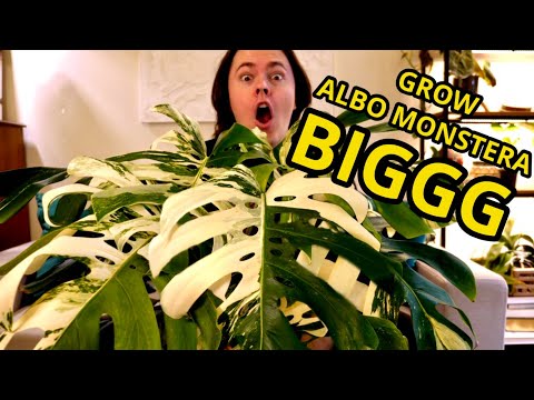 Turn Your Small Albo Monstera Into A LARGE FORM