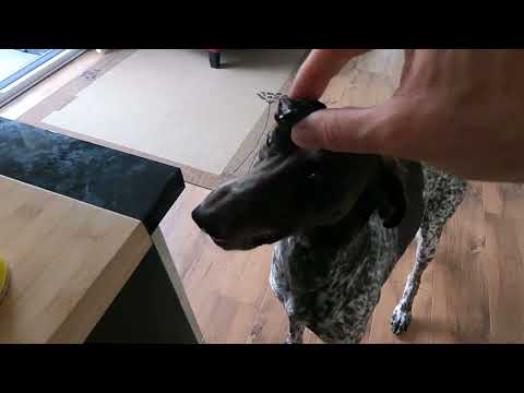 Deutsch Kurzhaar und die Weinbergschnecke