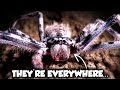 Australia S LARGEST Spiders Have A Terrifying Secret Weird Planet