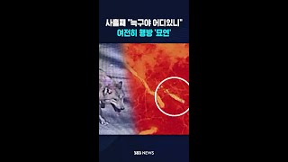 사흘째 늑구야 어디있니..여전히 행방 '묘연' #shorts