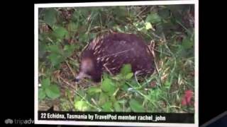 preview picture of video 'Seven Mile Beach Rachel_john's photos around Tasmania, Australia (seven mile beach tasmania)'