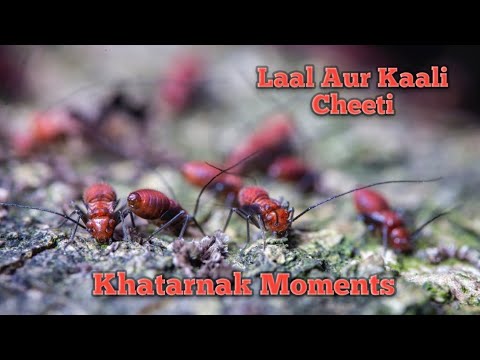 Red & Black Ant Dangerous  Insects Eating Food Red Ant Fighting Black Ant & All Type Animals Video