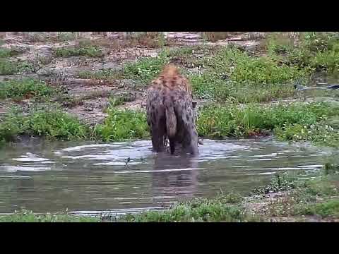 Djuma: Hyena running around with piece of carcass trophy - 07:21 - 12/16/20