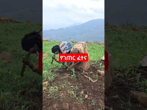 ከምር ያሳዝናሉ #ethiopianmusic #ethiopiantiktok #ethiopia #habesha #ethiopian #abelbirhanuየወይኗ #shorts