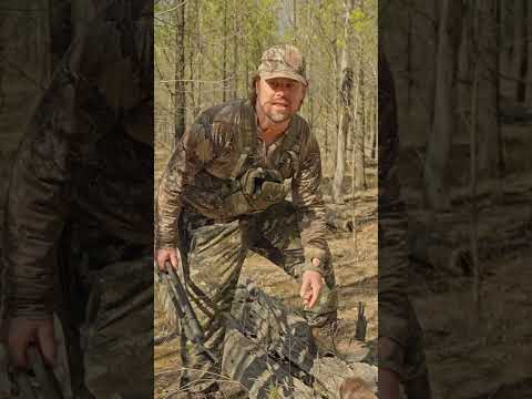 Red deer kicks over can in the bush giving away it's location.