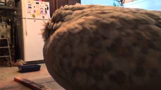 Happy Chicken Purring