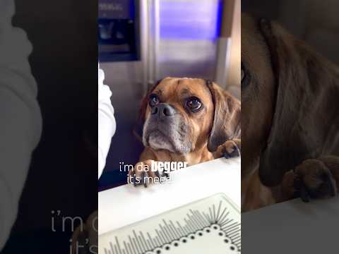Lachlan M - Puggles - Misc Originals