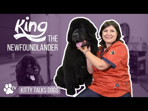 Grooming King the Newfoundlander | Kitty Talks Dogs - TRANSGROOM
