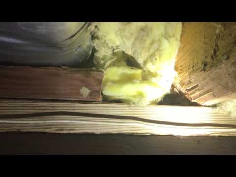 Mice Tunnel from the Crawl Space to the Attic