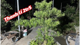 Liquidation of straight-shaped Bodhi tree, cheap price 2.5 million | Very green and beautiful