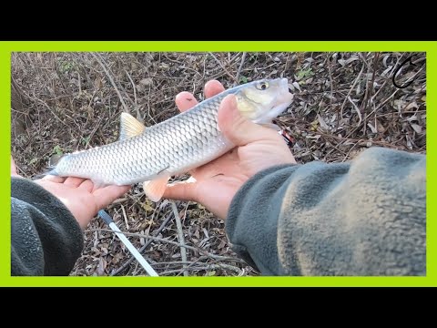 First fish in 2021 with ultra light jigging - chub micro lure spinning with soft plastic bugs