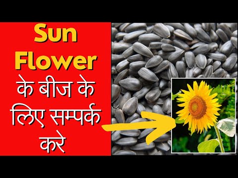 hybrid dried agrix sunflower seeds