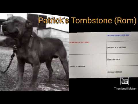 The Truth about gamedogs "Patrick's Tombstone (Rom)"#APBTPLIFE#