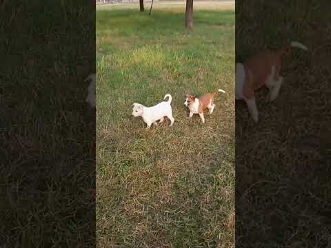 Dog running competition #music #funny #doglover #dogowner #animals #pets