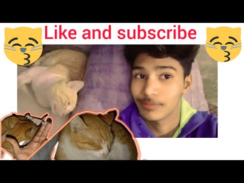 This cat is getting to meHow cute is this cat ?  || 🐈🐈🥳🐈‍⬛🤤🐈‍⬛🥳🐈🐈 #viralvideo #viralshorts #ytshorts