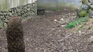 preview picture of video 'Three Tasmanian Devils at feeding time. CIMG1309.AVI'