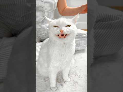 СОФА ИСПОРТИЛА КОВЕР 😩