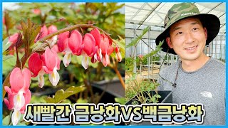 새빨간 금낭화VS백금낭화!! 이렇게 예쁜 금낭화 보신 적 있으신가요??