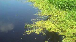 Hang Out with Manatees, Dolphins, Mermaids, Whales and Unicorns (Day 19 - 07/23/2010)