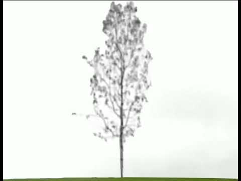 Teletubbies: Windmill Tree Footage (1/1/1995)