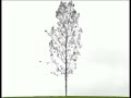 Teletubbies Windmill Tree Footage 1 1 1995
