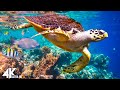 3 HRS of 4K Turtle Paradise - Undersea Nature Relaxation Film + Piano Music by Healing Soul #16