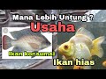 Perbedaan Budidaya Ikan Hias Dan Ikan Konsumsi