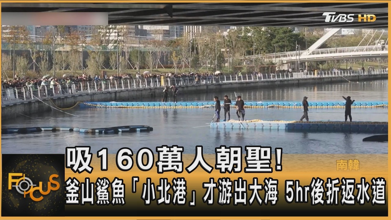 FOCUS全球新聞／吸160萬人朝聖！釜山鯊魚「小北港」才游出大海　5hr後折返水道