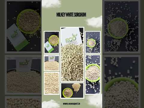 Pure White Sorghum