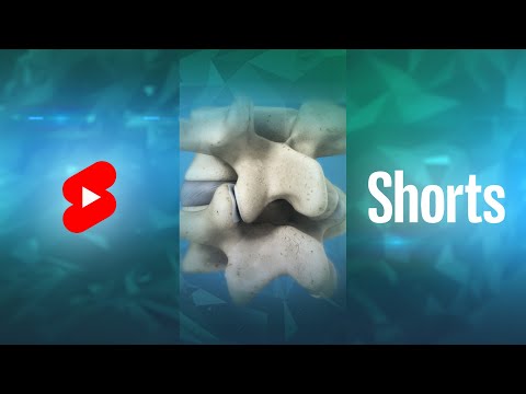 Spine Anatomy | Know Your Spine #Shorts